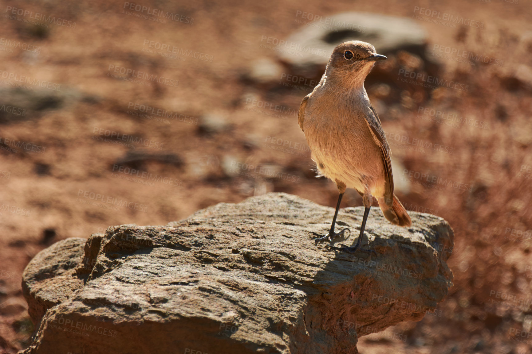 Buy stock photo Outdoor, habitat and bird with desert, summer and natural with fresh air and environment. Animal, avian and nature with Sahara and countryside with landscape and peace with spring, sand and dry