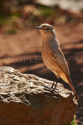 Buy stock photo Shot of a bird in it's natural habitat