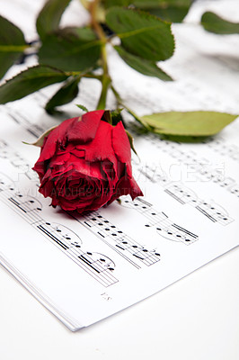 Buy stock photo Cropped shot of a red rose lying atop sheet music