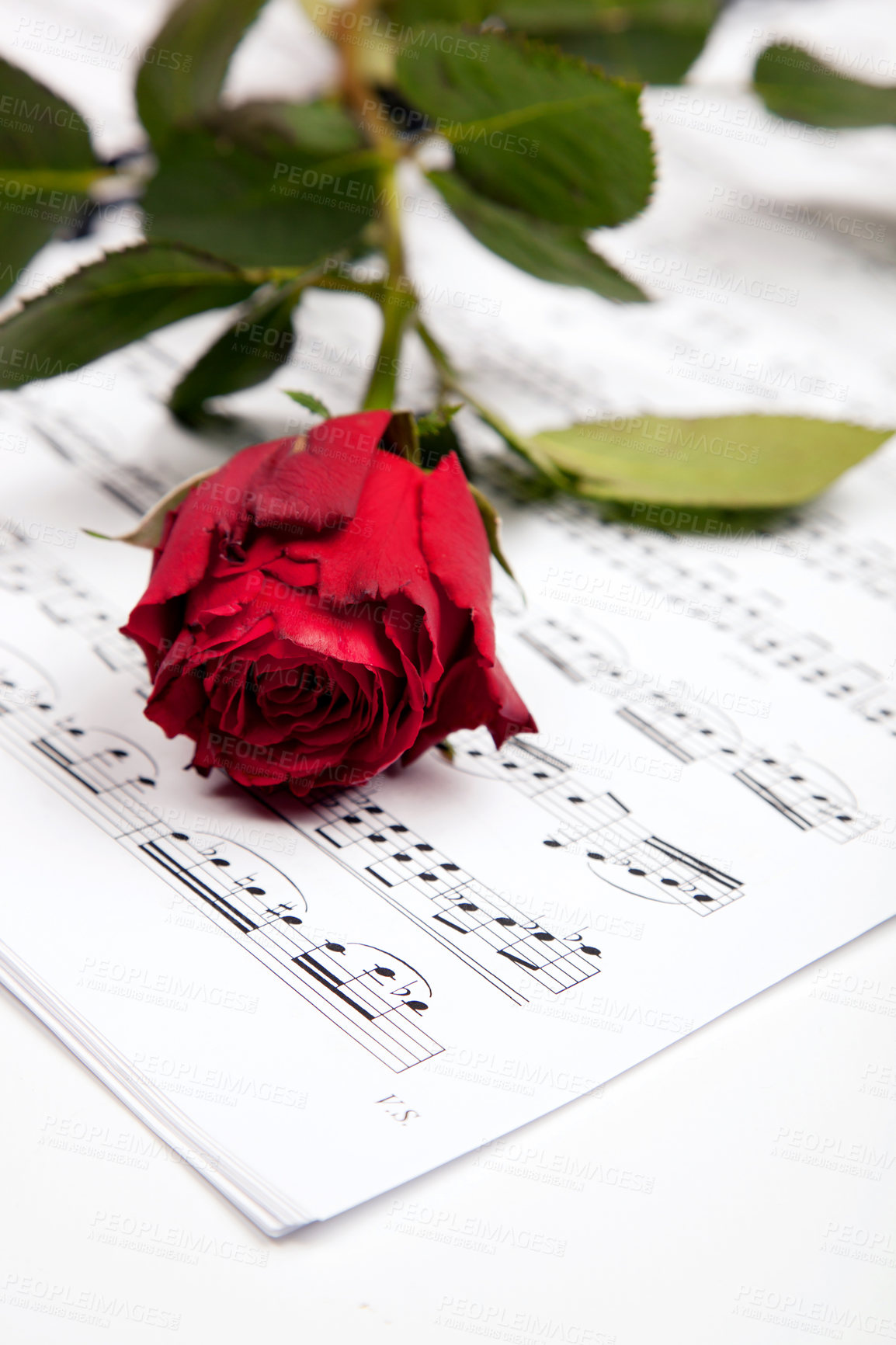 Buy stock photo Cropped shot of a red rose lying atop sheet music