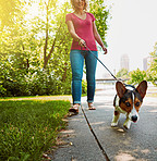Taking the right steps towards a healthy and happy pet