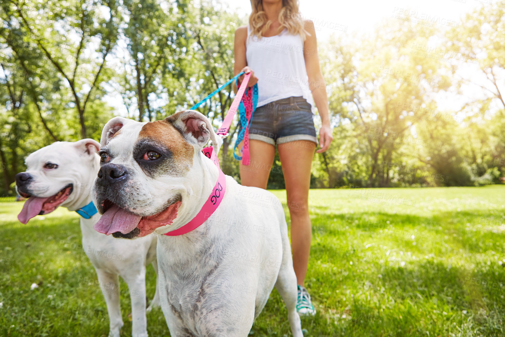 Buy stock photo Shot of a young woman with her two dogs at the park