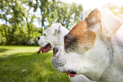 Buy stock photo Shot of two boxers standing outside