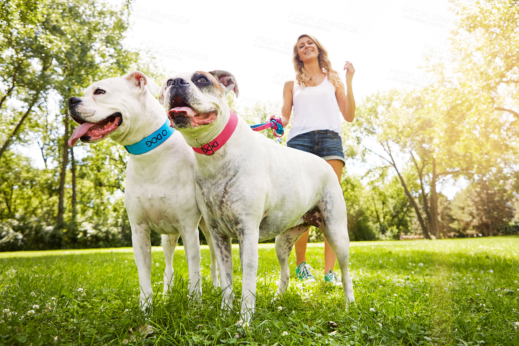 Buy stock photo Shot of a young woman with her two dogs at the park