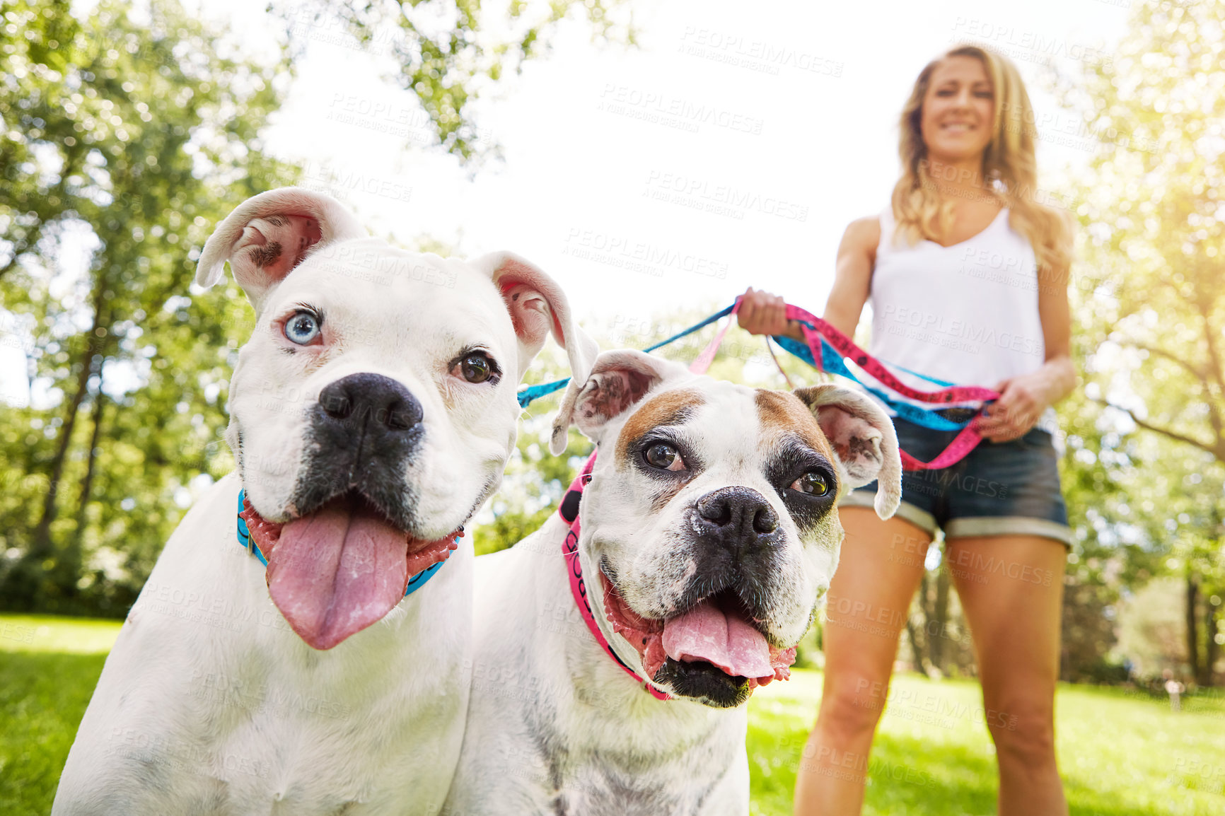 Buy stock photo Shot of a young woman with her two dogs at the park