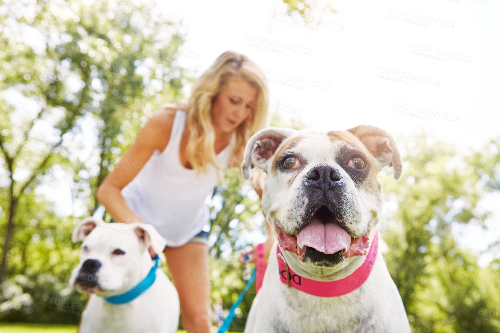 Buy stock photo Shot of a young woman with her two dogs at the park