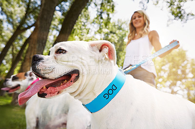 Buy stock photo Shot of a young woman with her two dogs at the park