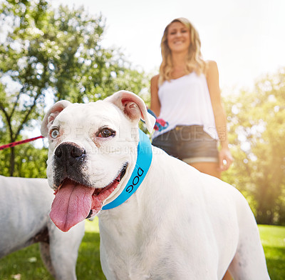 Buy stock photo Shot of a woman walking her dogs in the park