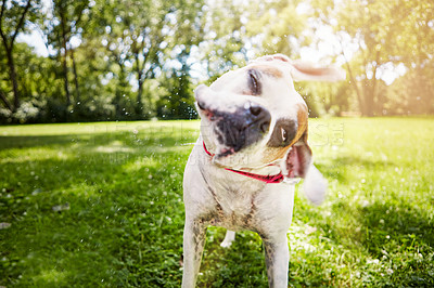 Buy stock photo Shot of a dog shaking himself dry after a bath