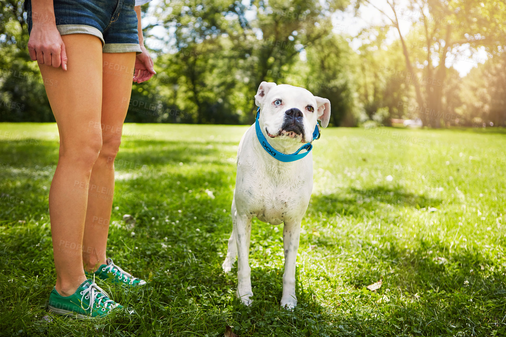 Buy stock photo Cropped shot of a dog standing by his owner's side