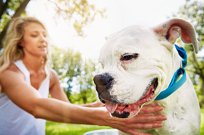 Buy stock photo Shot of a dog being washed by his owner