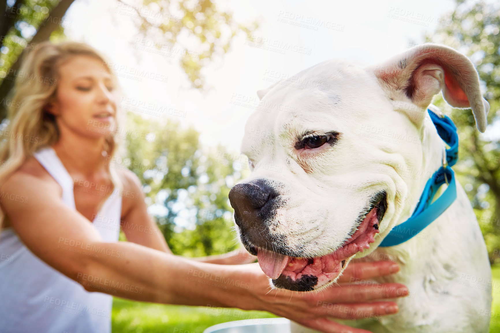 Buy stock photo Shot of a dog being washed by his owner