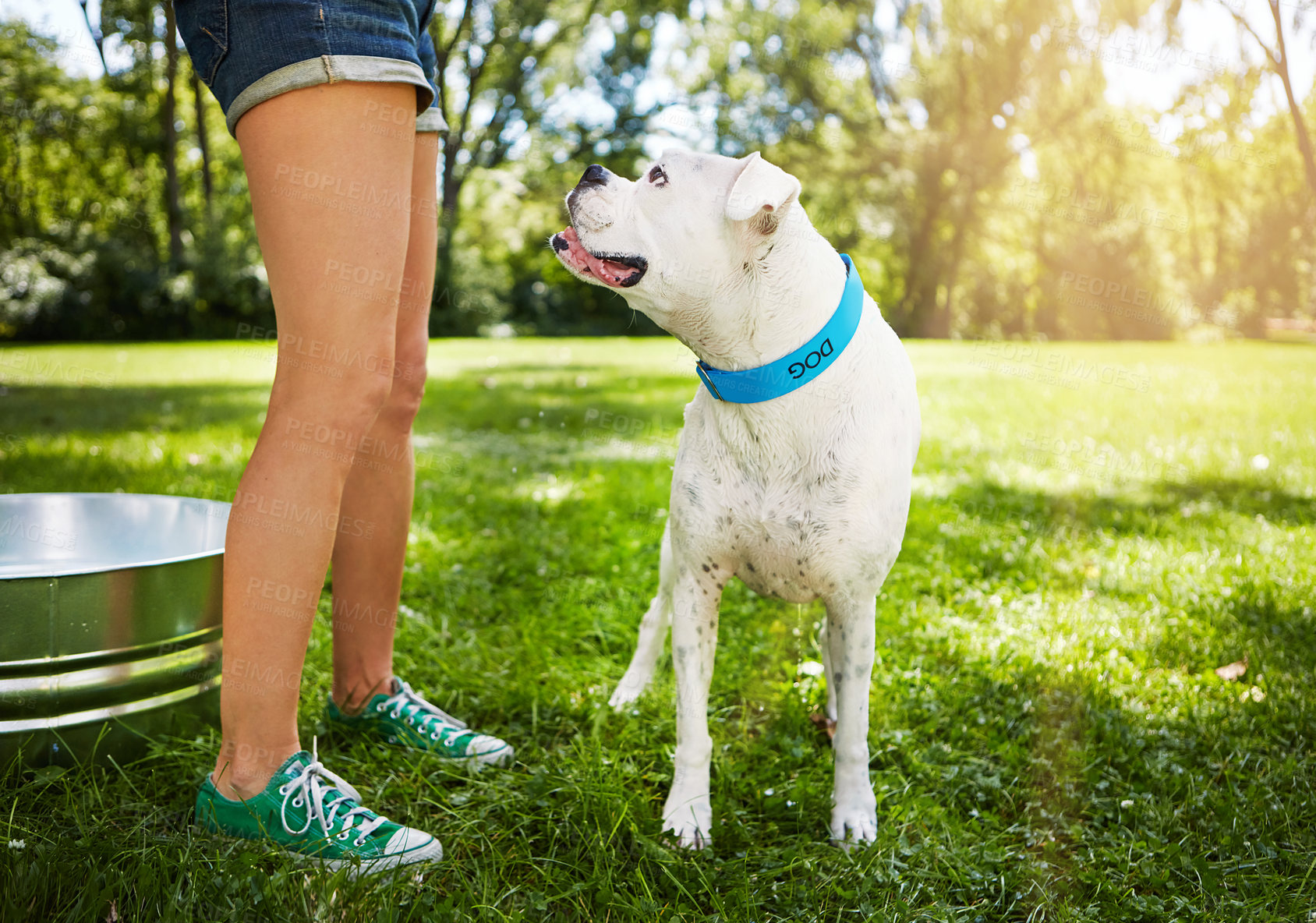 Buy stock photo Cropped shot of a dog standing by his owner's side