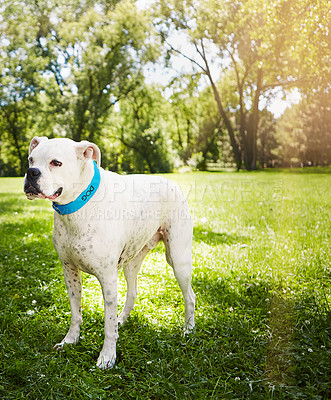 Buy stock photo Shot of a dog standing outside