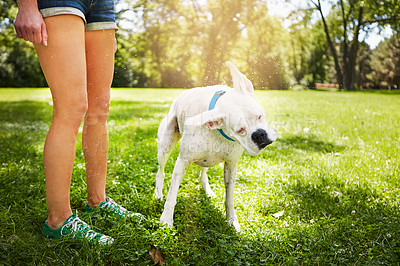 Buy stock photo Cropped shot of a dog standing by his owner's side