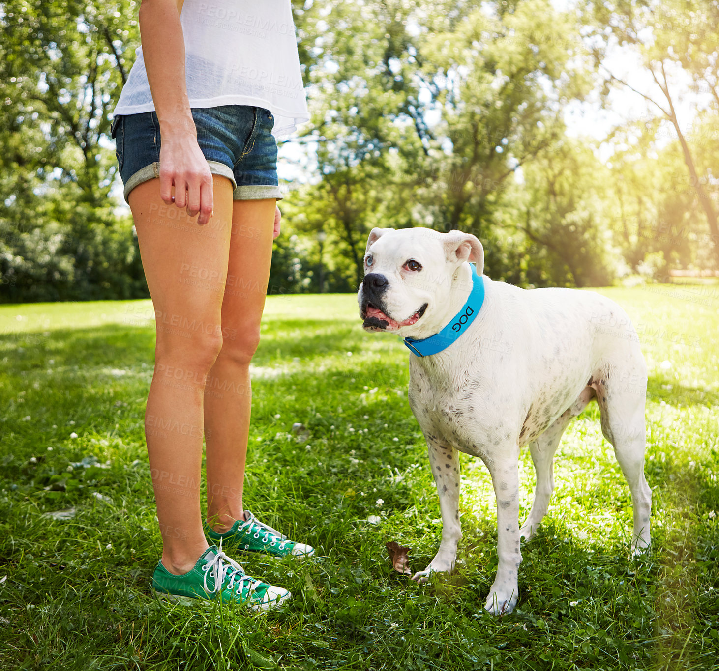 Buy stock photo Cropped shot of a dog standing by his owner's side