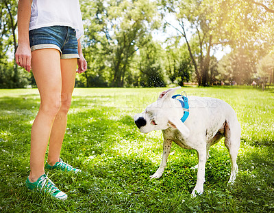 Buy stock photo Cropped shot of a dog standing by his owner's side