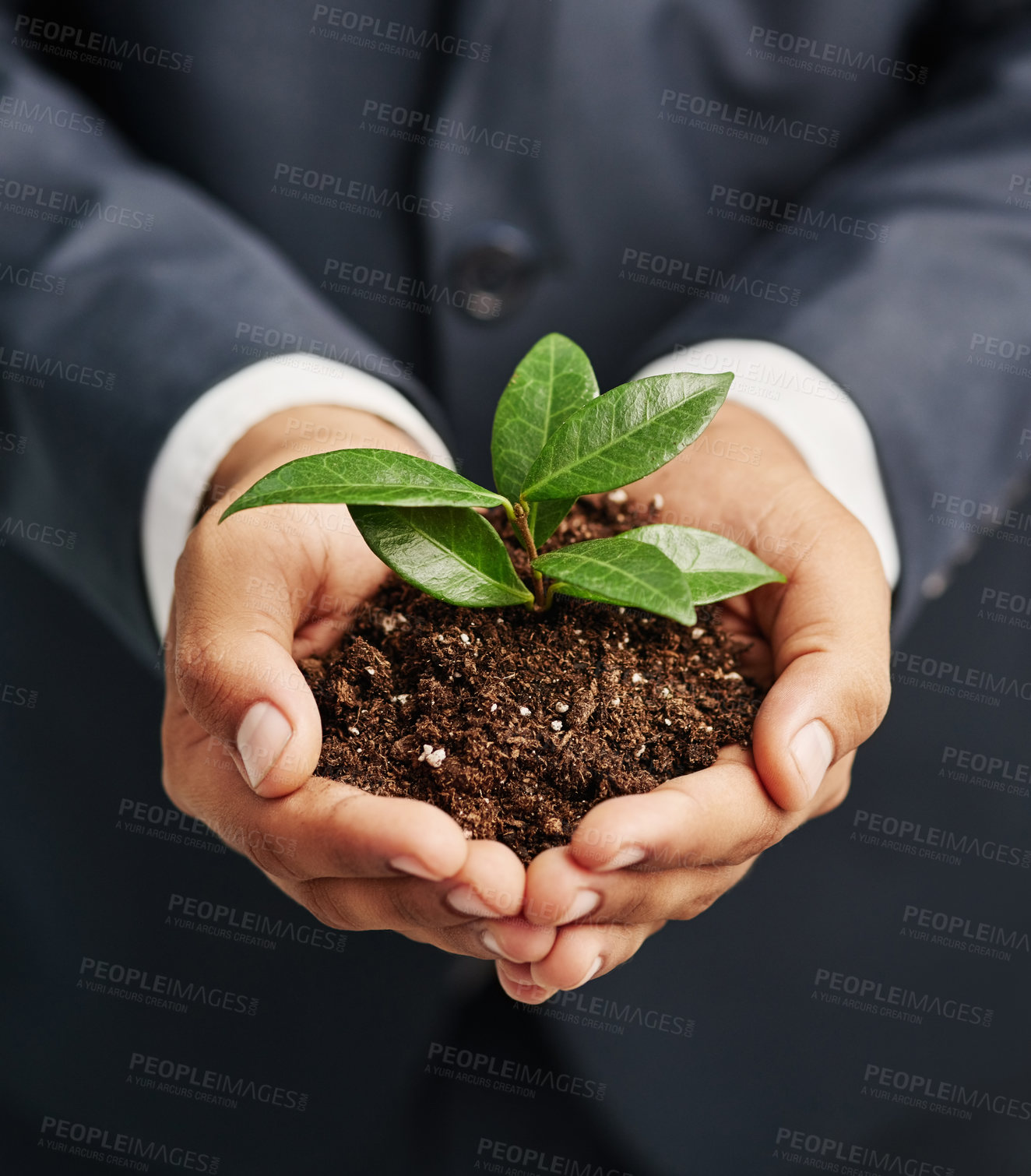 Buy stock photo Closeup shot of a businessman in a suit holding a sprouting plant in soil in his cupped hands