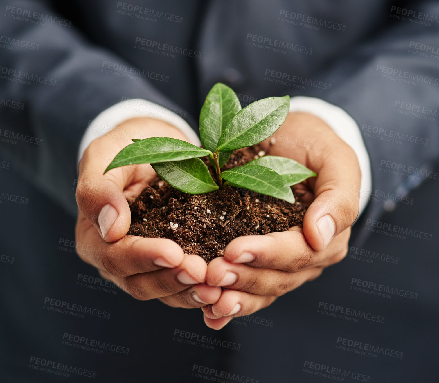 Buy stock photo Hands, plant and soil for business, seedling and future of agency, fertiliser and sustainable. Closeup, natural and person with resources for company, growth or development of leaves in profit