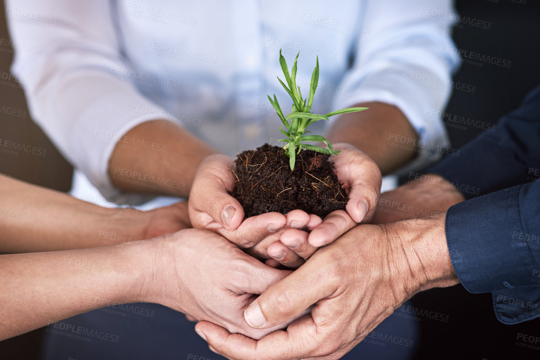 Buy stock photo Shhot of a group of businesspeople's hands holding a young plant in soil