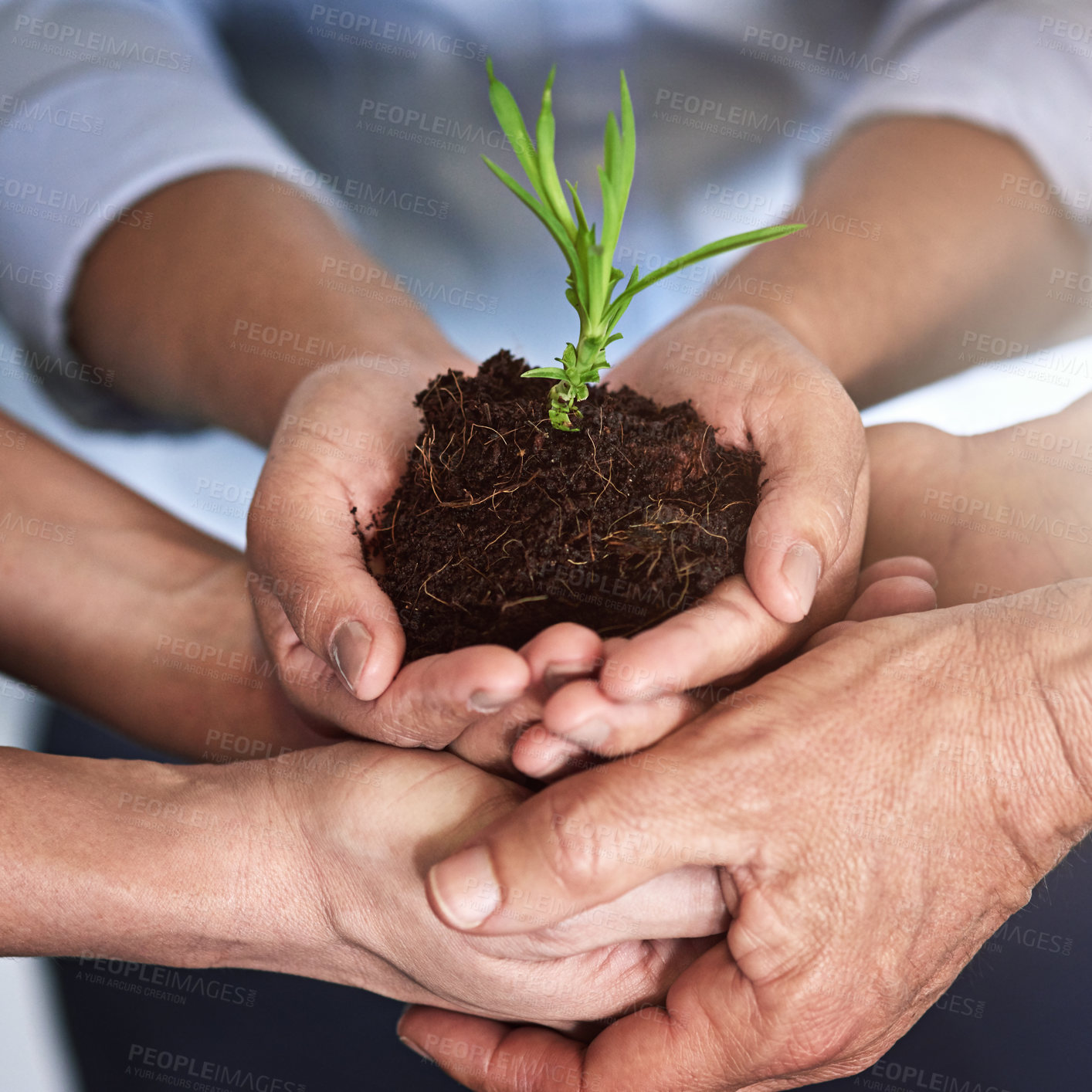 Buy stock photo Shhot of a group of businesspeople's hands holding a young plant in soil
