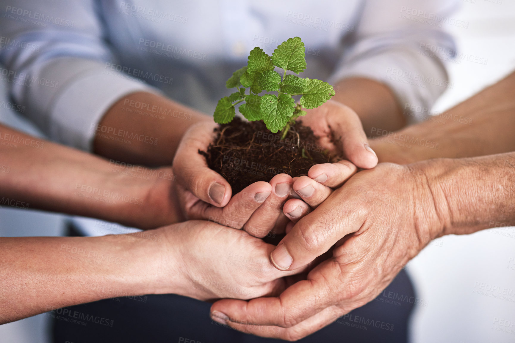 Buy stock photo Shhot of a group of businesspeople's hands holding a young plant in soil