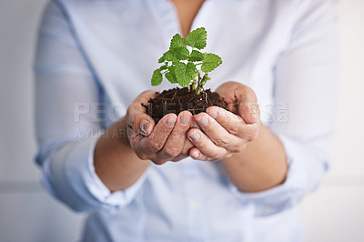 Buy stock photo Shot of a businesswoman's hands holding a young plant in soil