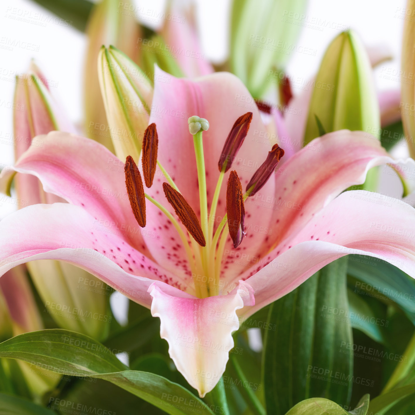 Buy stock photo Oriental lily, flower and natural plant closeup for growth, bloom and sustainability on white background. Floral petal, leaves and garden for botany, eco friendly and texture pattern for decoration