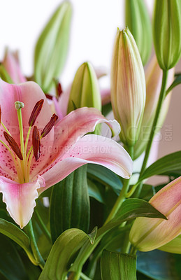 Buy stock photo Oriental lily, flower and growth of leaves closeup, natural bloom and sustainability on white background. Floral petal, plant and garden for botany, eco friendly and texture pattern for decoration