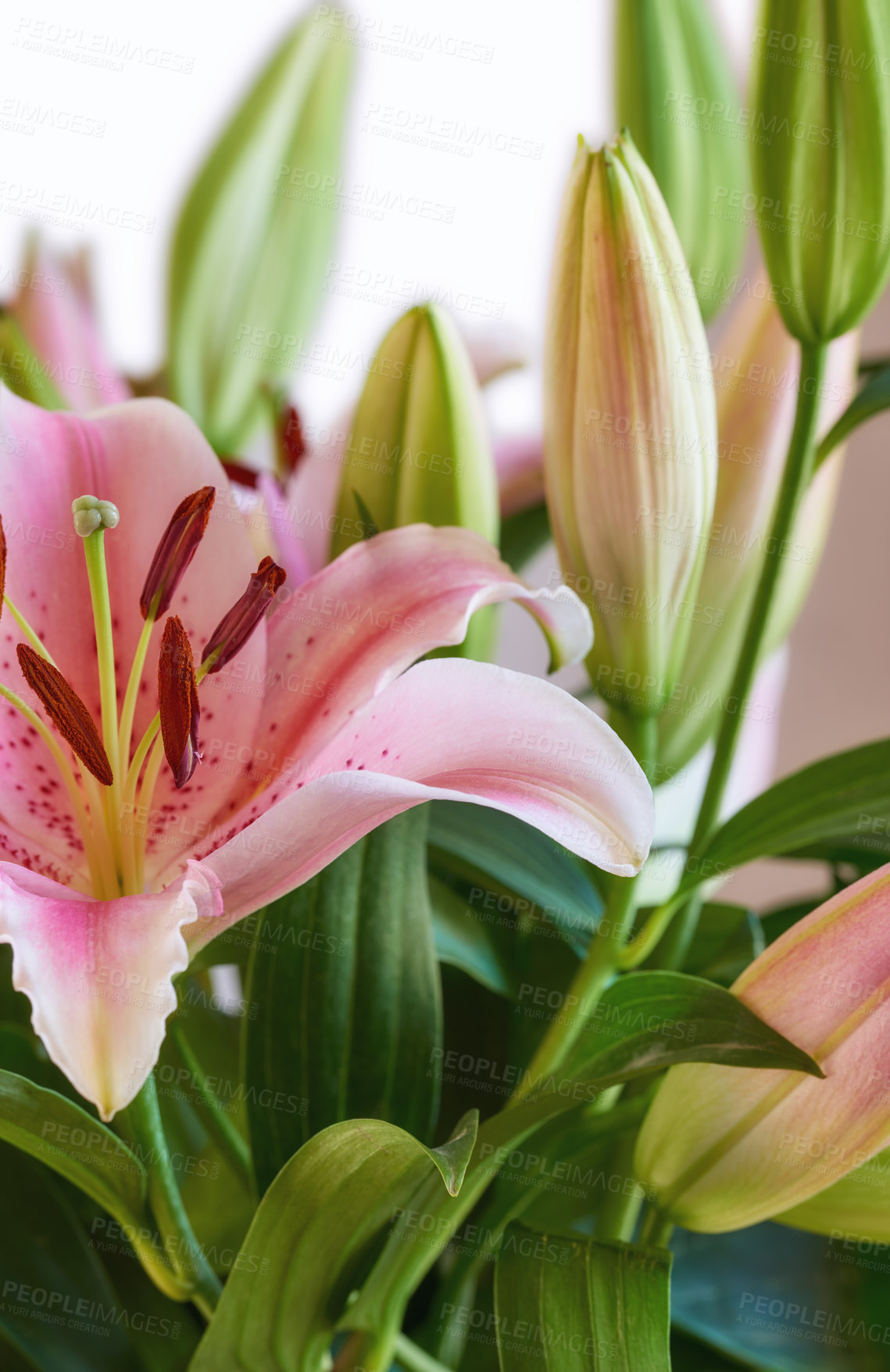 Buy stock photo Oriental lily, flower and growth of leaves closeup, natural bloom and sustainability on white background. Floral petal, plant and garden for botany, eco friendly and texture pattern for decoration