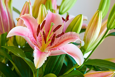 Buy stock photo The beautiful red lily flower