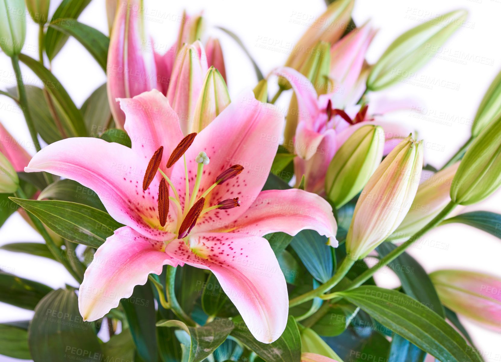 Buy stock photo Oriental lily, flower and plant closeup for growth, bloom and sustainability on white background. Floral petal, leaves and garden for botany, eco friendly and natural texture pattern for decoration