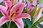 A red lily flower