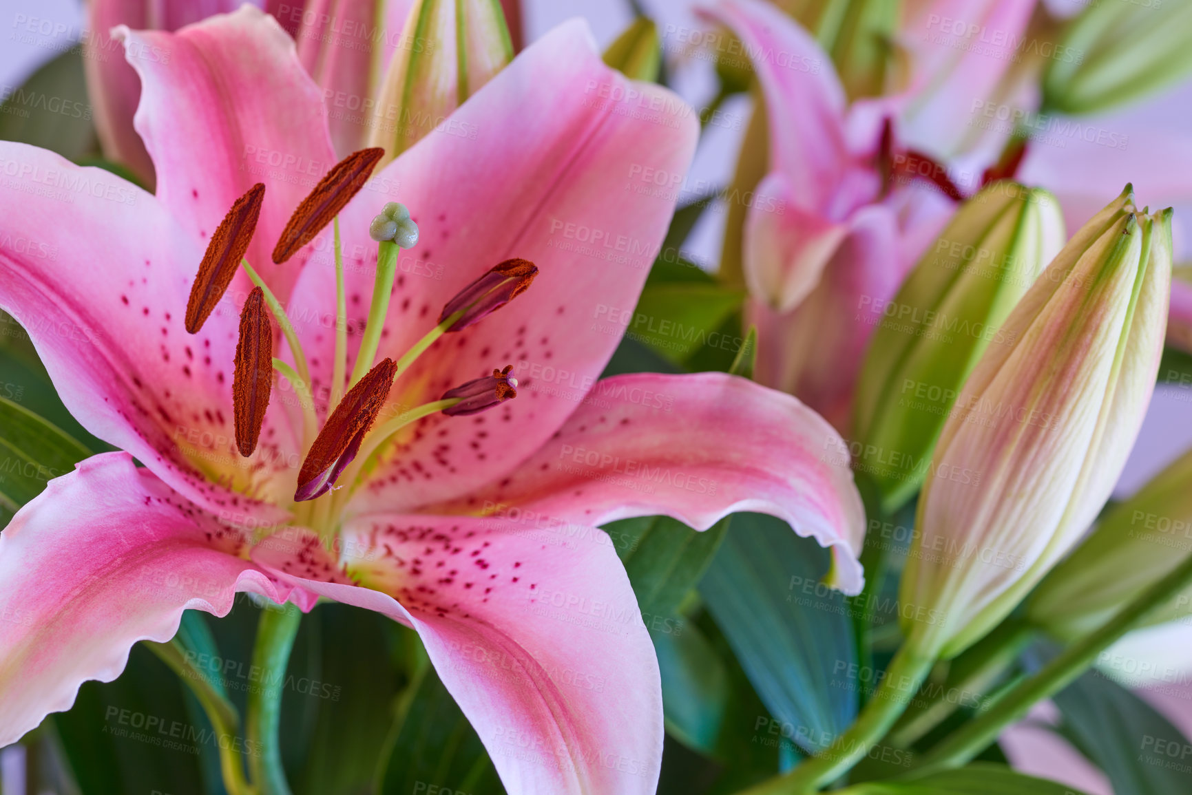 Buy stock photo The beautiful red lily flower