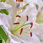 White lily flower