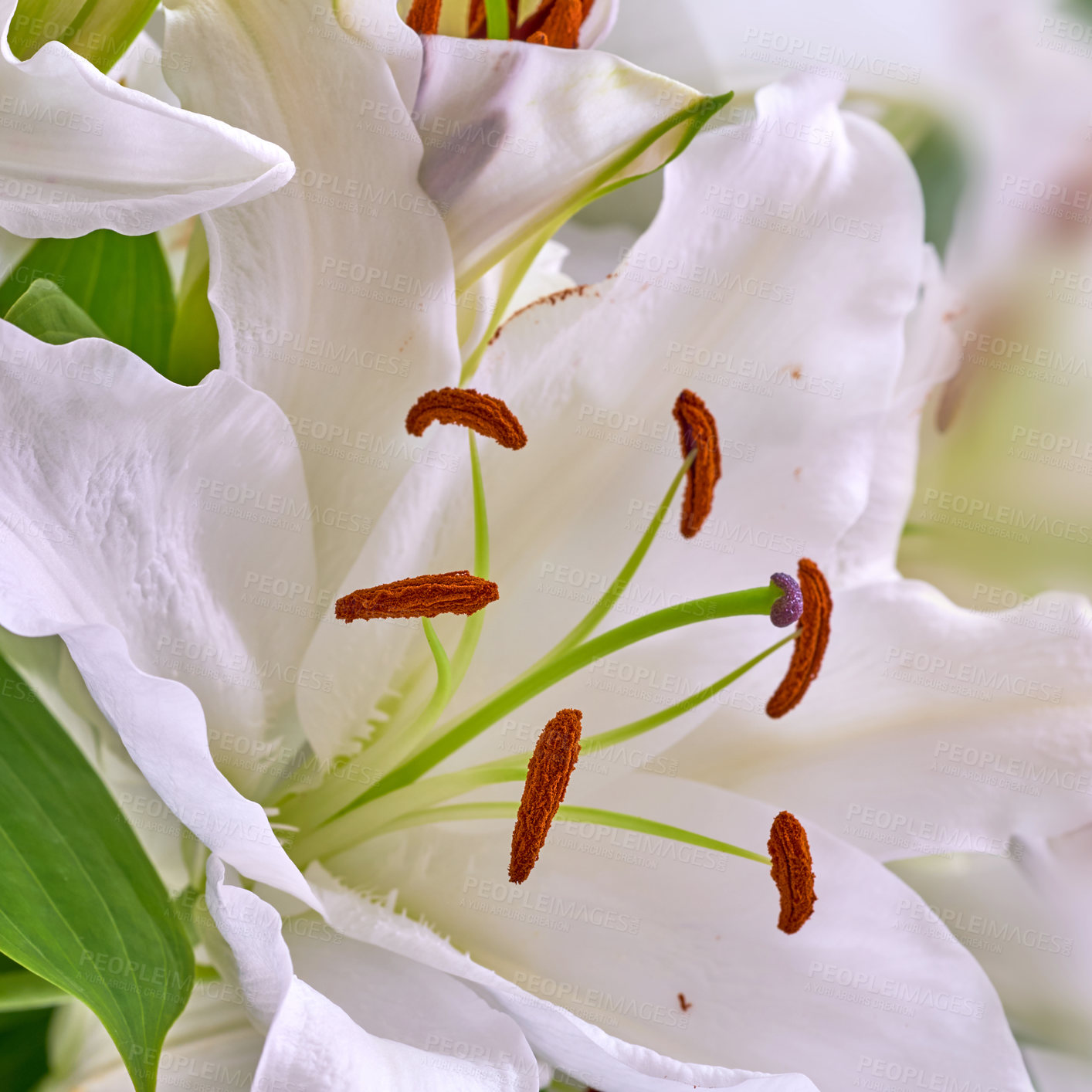 Buy stock photo Closeup of a white lily growing at a nursery in summer. Lilium blooming In a backyard garden in spring. Pretty flowering plants budding in a natural environment. Flora blooming in a nature reserve