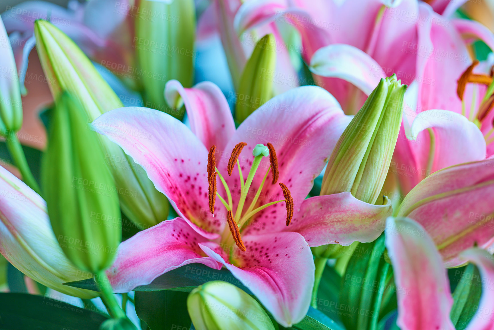 Buy stock photo Closeup of garden filled with pink lily flowers in summer. Lilium blooming on lawn in spring from above. Pretty flowering plants budding in a natural environment. Lilies blooming in a nature reserve