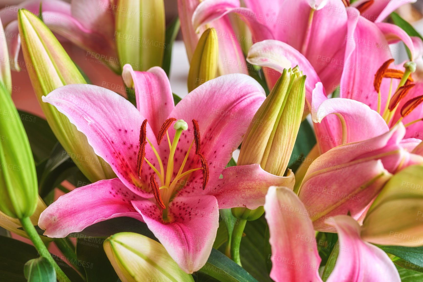 Buy stock photo Oriental lily, flowers and plants in nature for growth, bloom and sustainability on background. Floral petal, leaves and garden for botany, eco friendly and texture pattern for decoration closeup