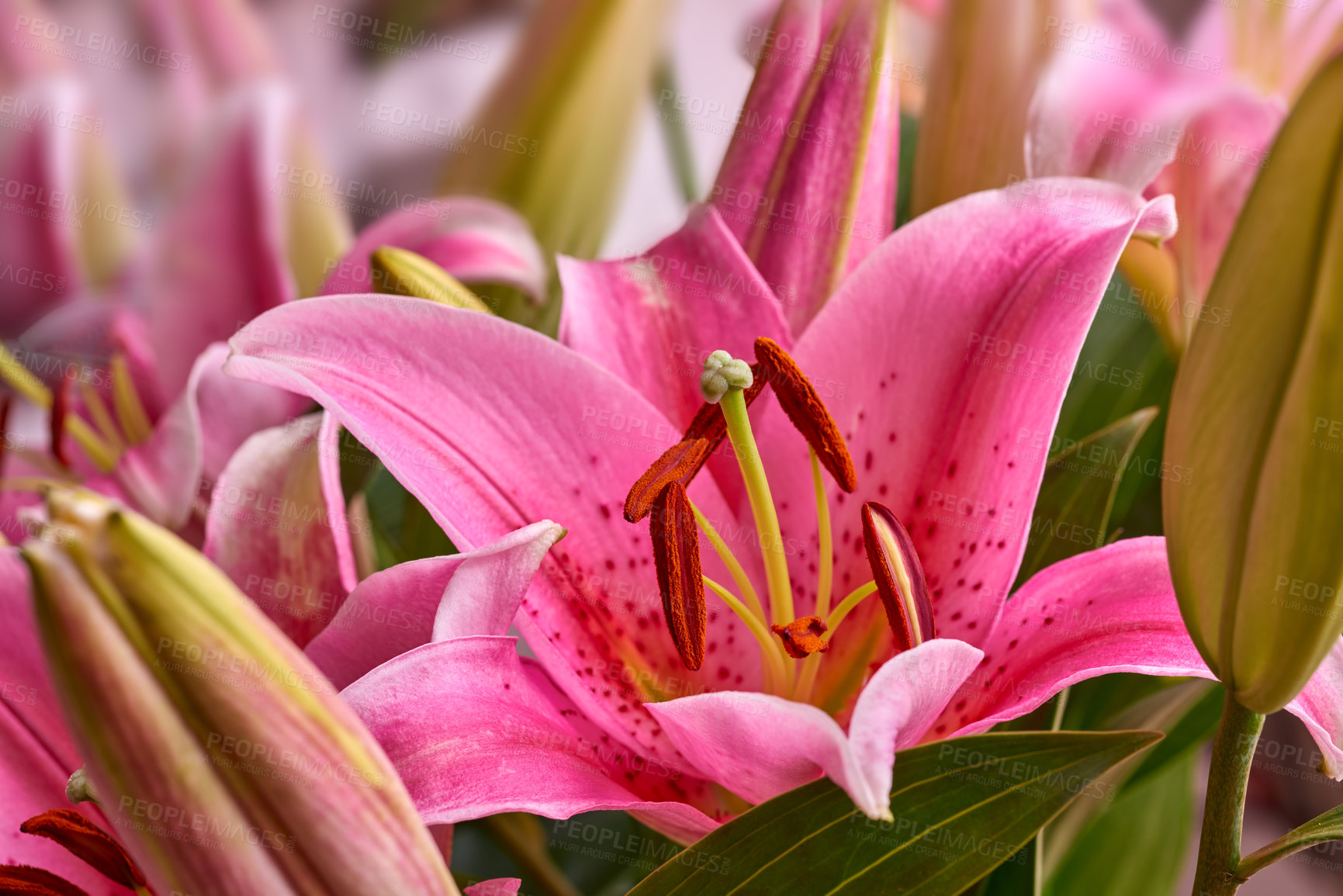 Buy stock photo Pink lily, flowers and plants in nature for growth, bloom and sustainability outdoor. Floral lilium, oriental leaves and garden for botany, eco friendly and texture pattern for decoration closeup