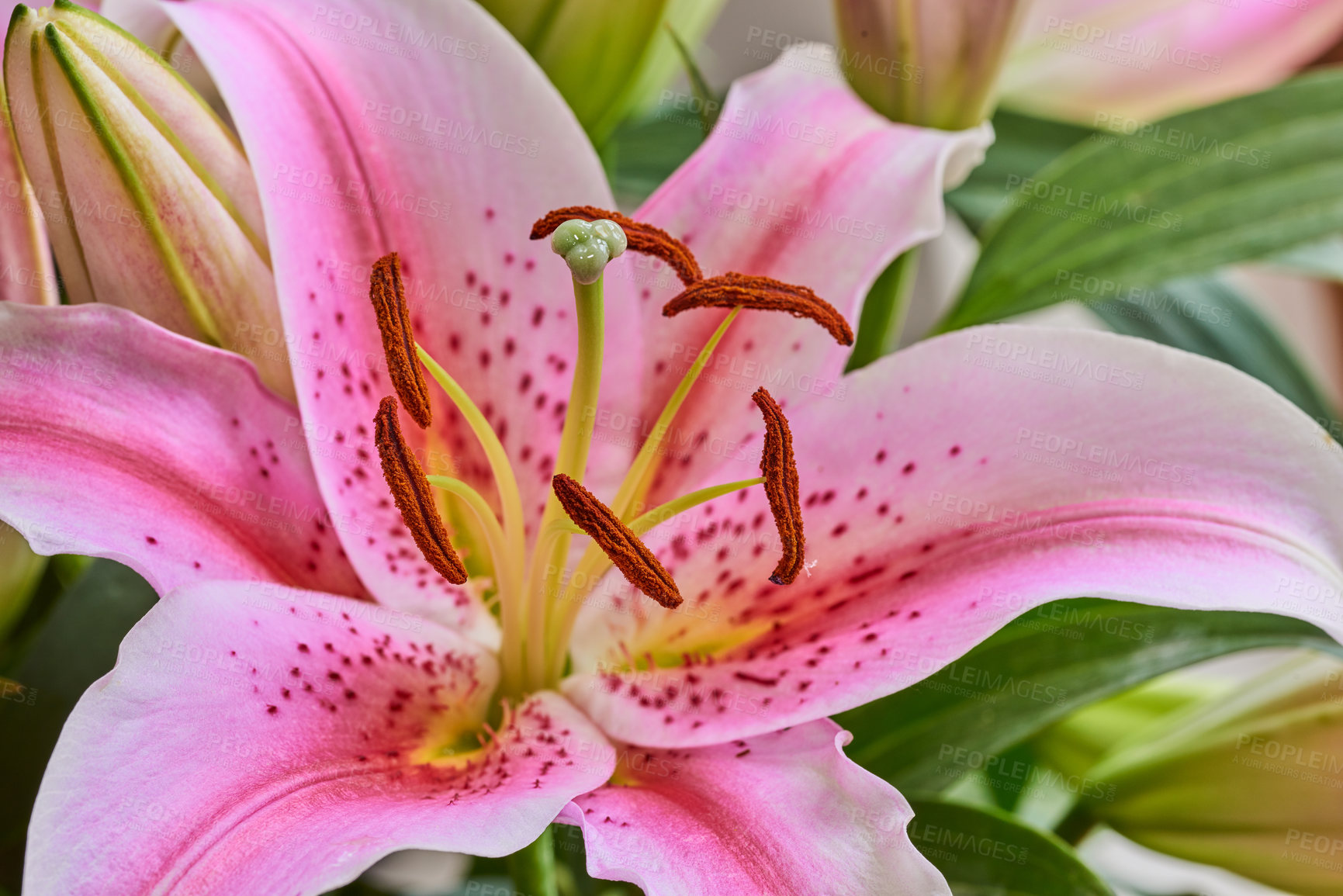 Buy stock photo The beautiful red lily flower