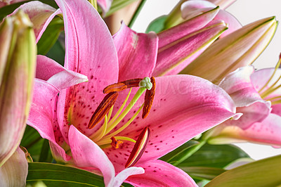 Buy stock photo The beautiful red lily flower