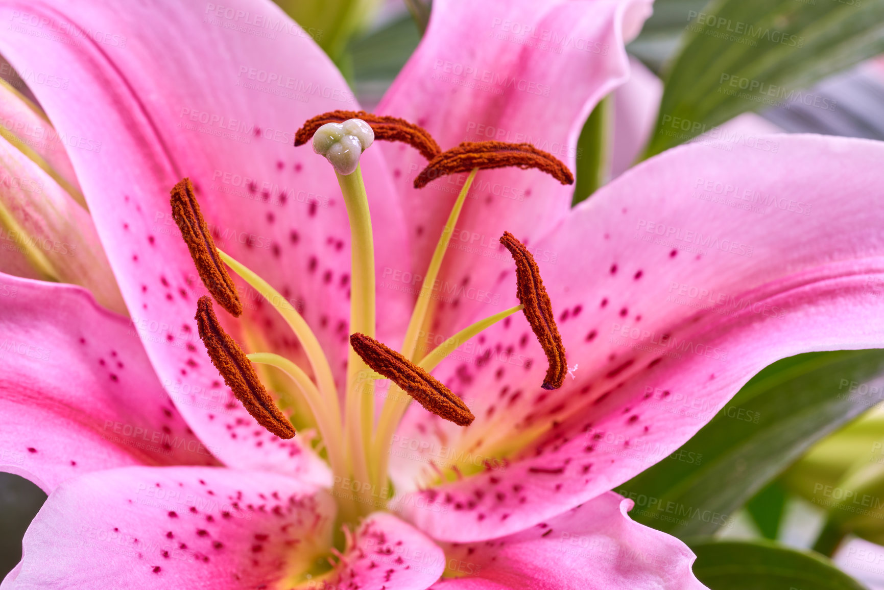 Buy stock photo Pink lily, flowers and leaves closeup in nature for growth, bloom or sustainability on background. Floral lilium, oriental plants and garden for botany, eco friendly or texture pattern for decoration