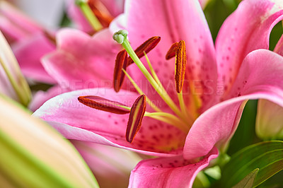 Buy stock photo Closeup of pink lily flower in a bouquet of bright blooms. Fresh red floral arrangement with green leaves and petals. An elegant gift of colorful buds and blooms. A bunch of stunning oriental lilies