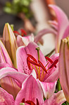 A red lily flower