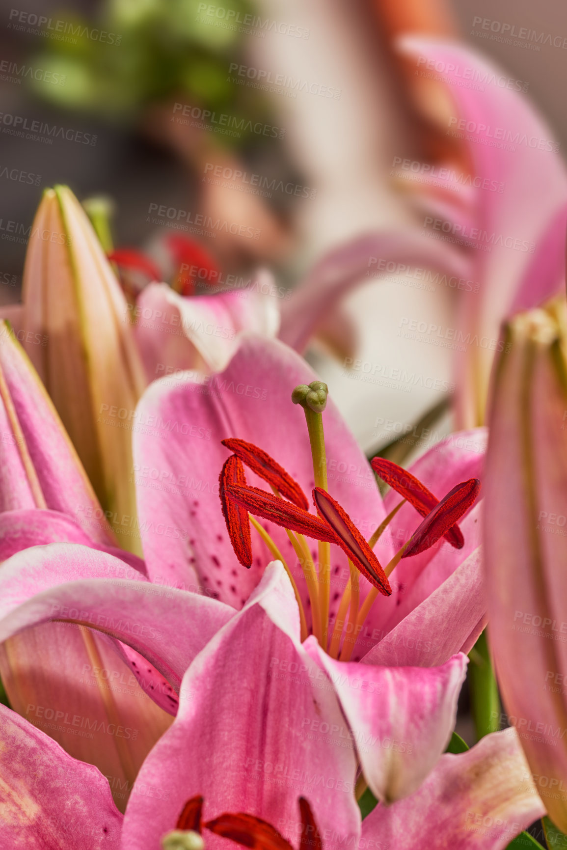 Buy stock photo Lily flower