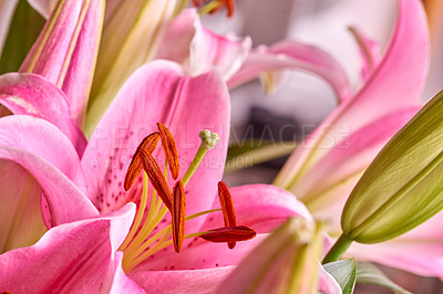 Buy stock photo Pink lily, flowers and plants closeup in nature for growth, bloom or sustainability on background. Floral lilium, oriental leaves and garden for botany, eco friendly and petal pattern for decoration