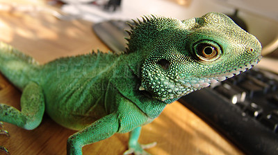 Buy stock photo Green, scales and closeup of an iguana in a house for adventure, exploring or a unique creature. Pet, home and a lizard or tropical animal in a room for wildlife, camouflage or exotic reptile