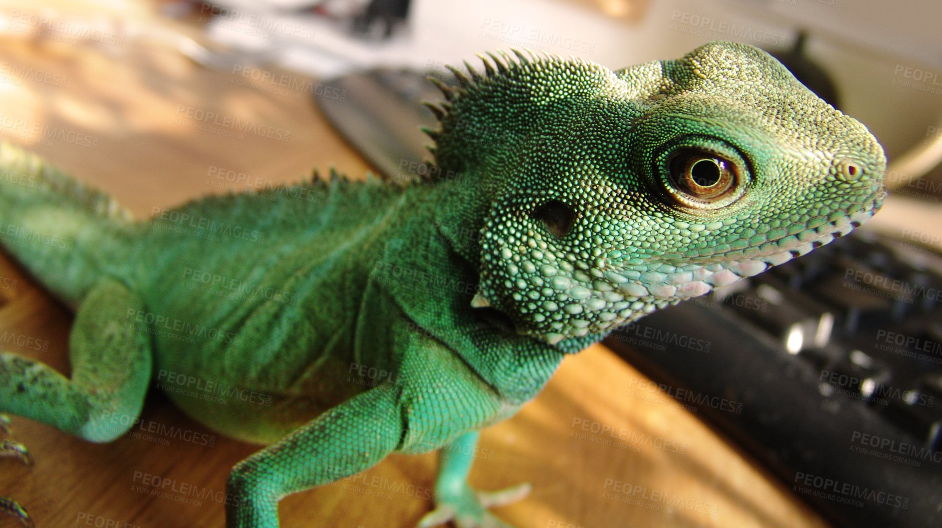 Buy stock photo Green, scales and closeup of an iguana in a house for adventure, exploring or a unique creature. Pet, home and a lizard or tropical animal in a room for wildlife, camouflage or exotic reptile