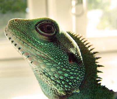 Buy stock photo Shot of a green iguana with beautiful scales