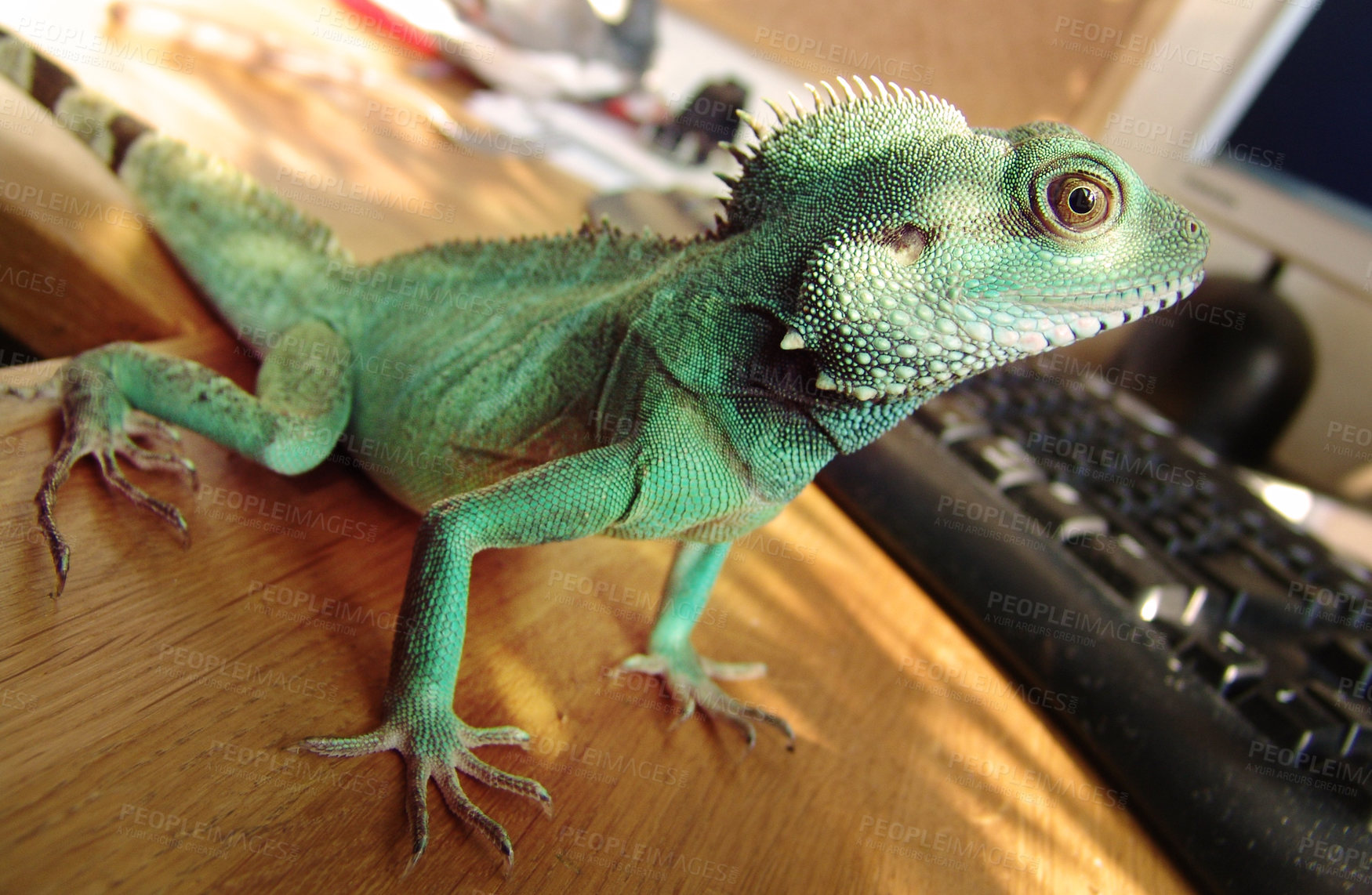 Buy stock photo Beautiful green iguana on a computer desk near a keyboard. Pet animal on the owners table and workspace. Cute and adorable lizard or animal inside a house on a sunny day 